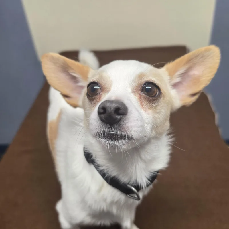 Bo