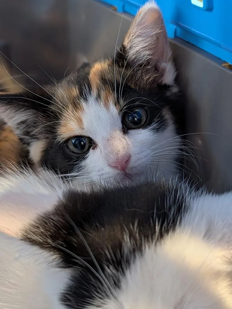 A baby large-sized female Domestic Short Hair cat named Captiva for adoption in Greenfield, IN