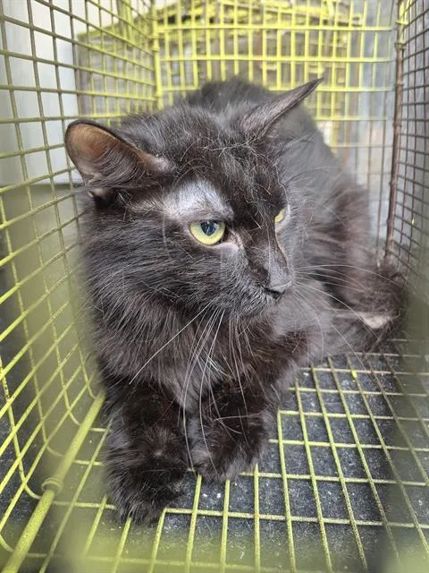 An adult medium-sized female Domestic Medium Hair cat named Jerri for adoption in San Antonio, TX