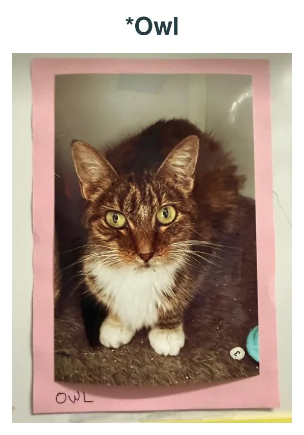An adult large-sized male Tabby (Brown / Chocolate) Domestic Short Hair cat named Owl for adoption in Richland Center, WI