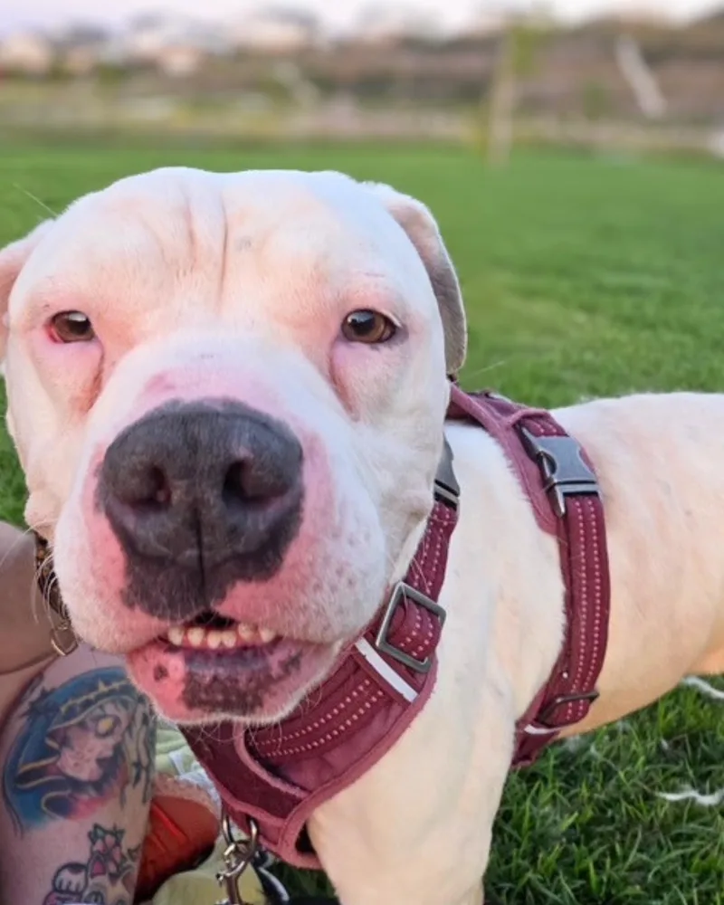 A young medium-sized male White / Cream Pit Bull Terrier dog named Bernie for adoption in Valley Village, CA