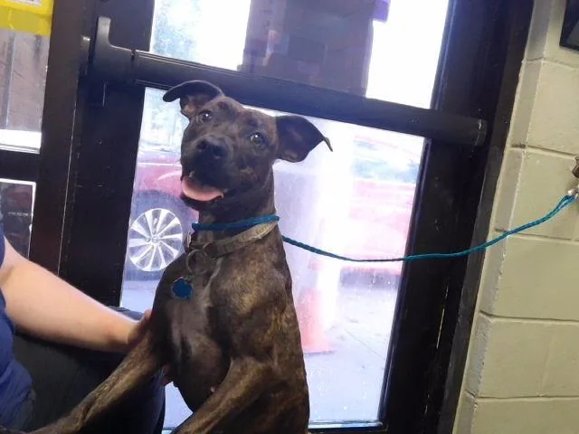 A young medium-sized female Pit Bull Terrier dog named Miss Toffy for adoption in Tulsa, OK