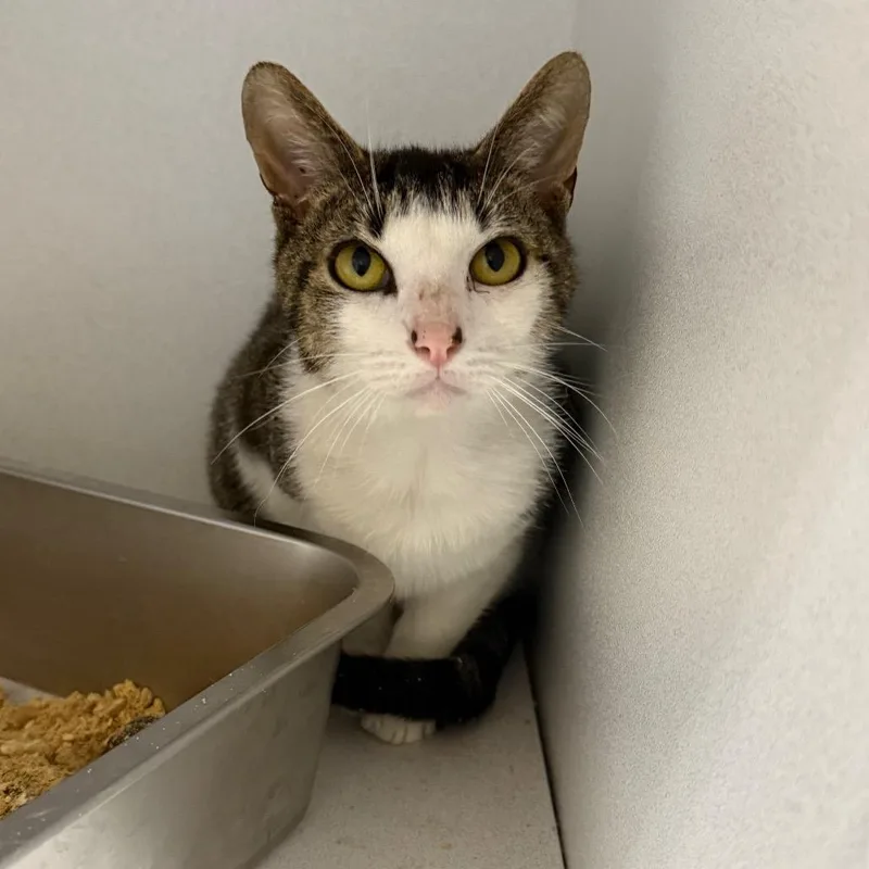 An adult medium-sized male Brown / Chocolate Domestic Short Hair cat named Tax Evasion for adoption in New York, NY