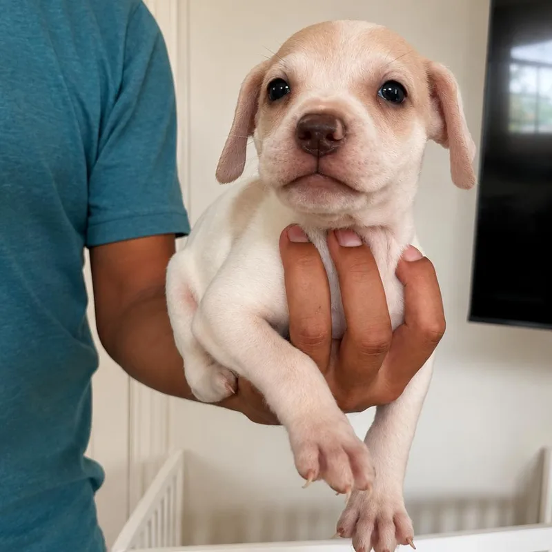 A baby small-sized female White / Cream American Staffordshire Terrier dog named Chai for adoption in San Diego, CA