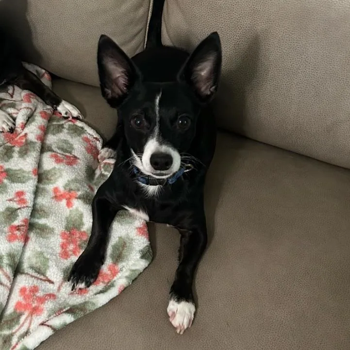 An adult small-sized male Chihuahua dog named Mickey Mouse for adoption in Baton Rouge, LA