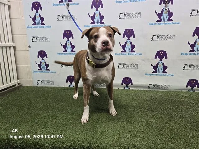 A senior large-sized female Pit Bull Terrier dog named Aila for adoption in Orlando, FL