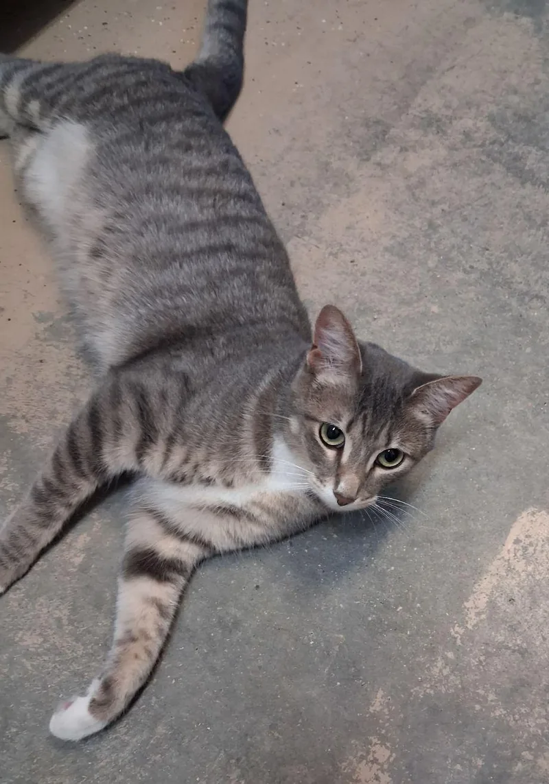 Nala