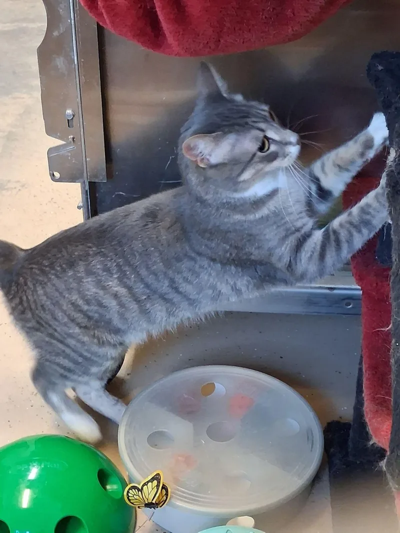 Nala thumbnail 2