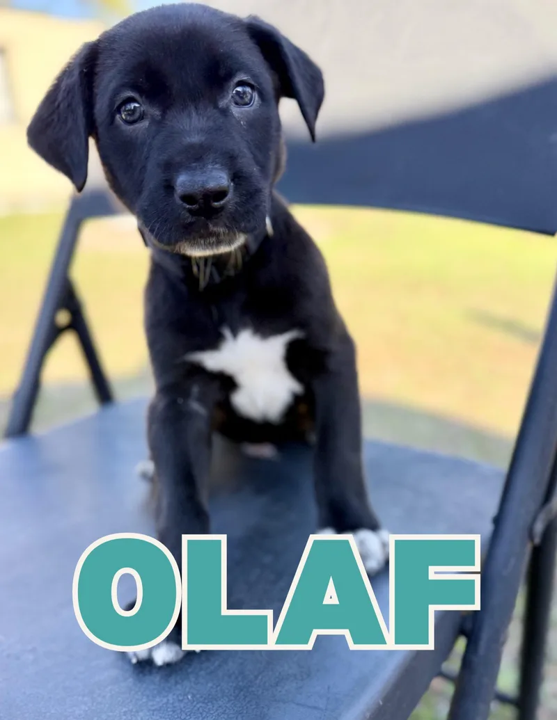 Olaf