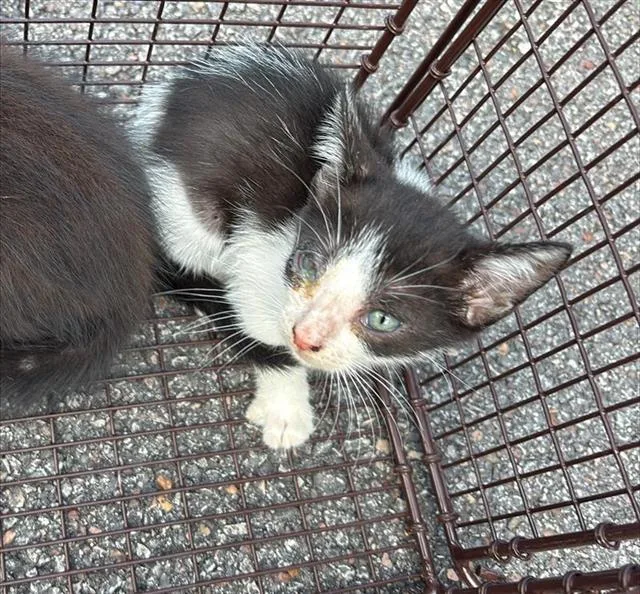 Oreo