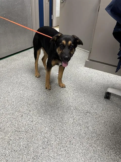 A baby small-sized female German Shepherd Dog dog named A for adoption in Pasadena, TX