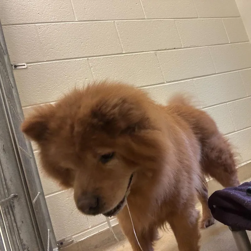 An adult medium-sized male Golden Mixed Breed dog named Marlin for adoption in Asheville, NC