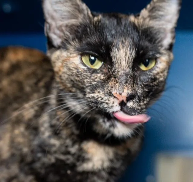 A young medium-sized female Domestic Short Hair cat named Chandler for adoption in Boston, MA