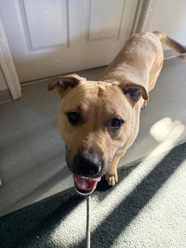 A young medium-sized male Staffordshire Bull Terrier dog named Banjo for adoption in La Porte, IN