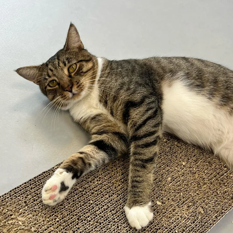 A young large-sized male Brown / Chocolate Domestic Short Hair cat named Simon for adoption in Boston, MA