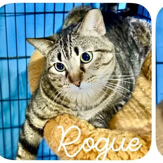 An adult small-sized male Brown / Chocolate Domestic Short Hair cat named Rogue for adoption in Casa Grande, AZ