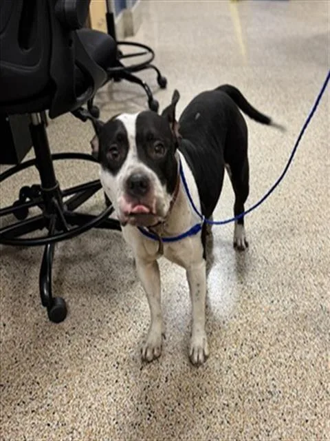 A young medium-sized female Terrier dog named Nina for adoption in Miami, FL