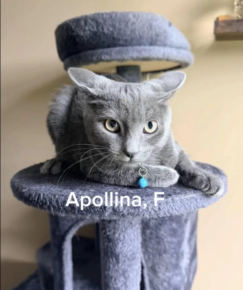 A baby medium-sized female Russian Blue cat named Apollina for adoption in Shrewsbury, MA