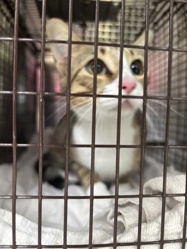An adult small-sized female Domestic Short Hair cat named Peggy for adoption in Austin, TX