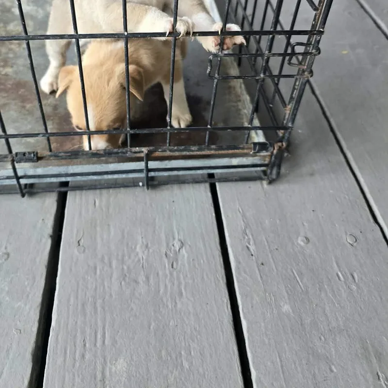 A baby small-sized male Chihuahua dog named Bear for adoption in Gainesville, VA