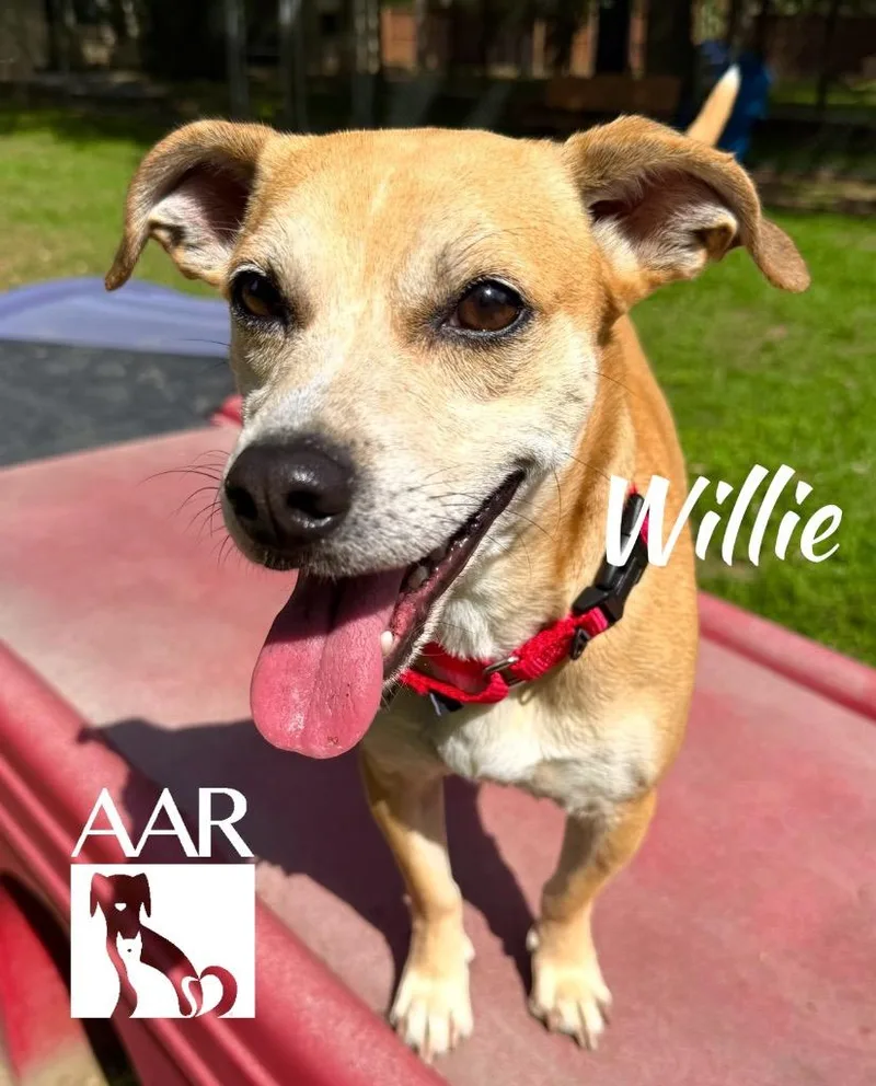 A young small-sized male Chihuahua dog named Willie for adoption in Magnolia, TX