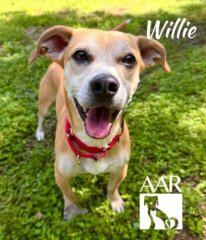 Willie thumbnail 2