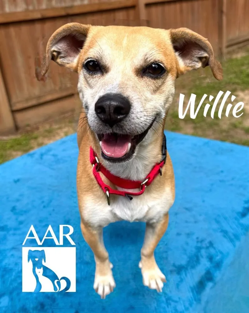 Willie thumbnail 3