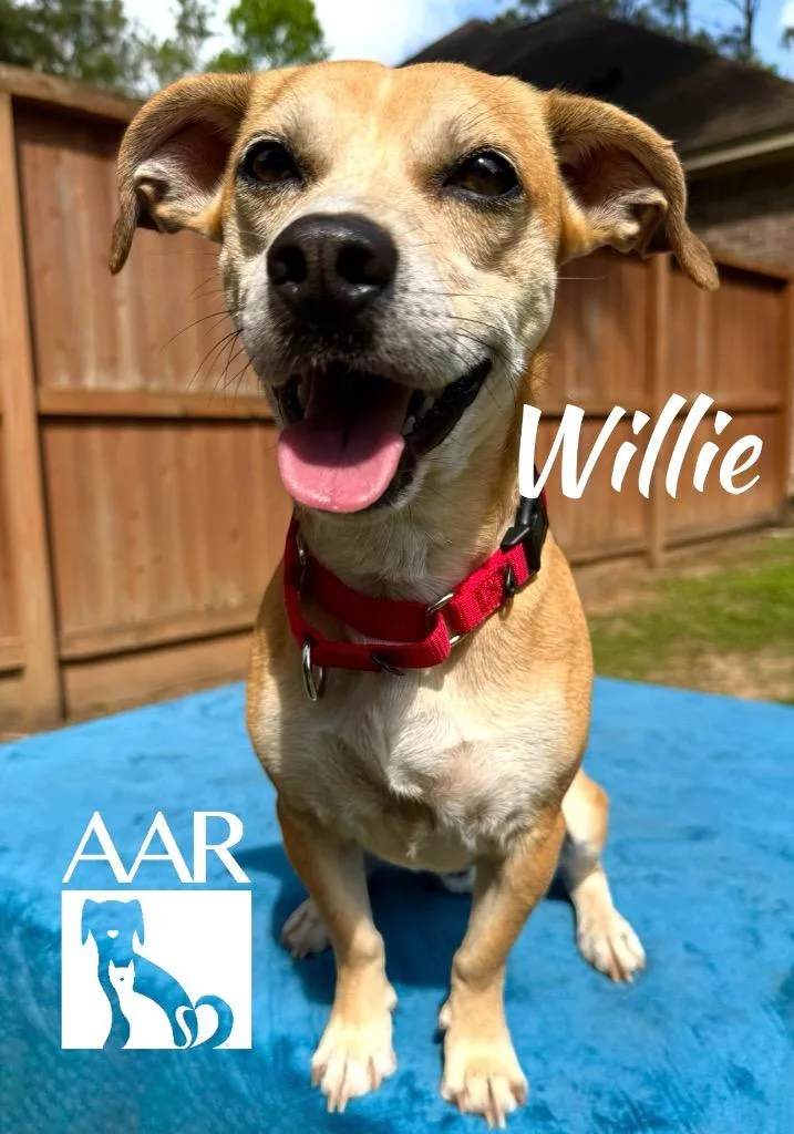 Willie thumbnail 4