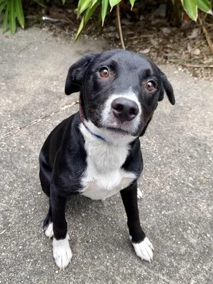 An adult medium-sized male Pit Bull Terrier dog named Popcorn for adoption in New Orleans, LA