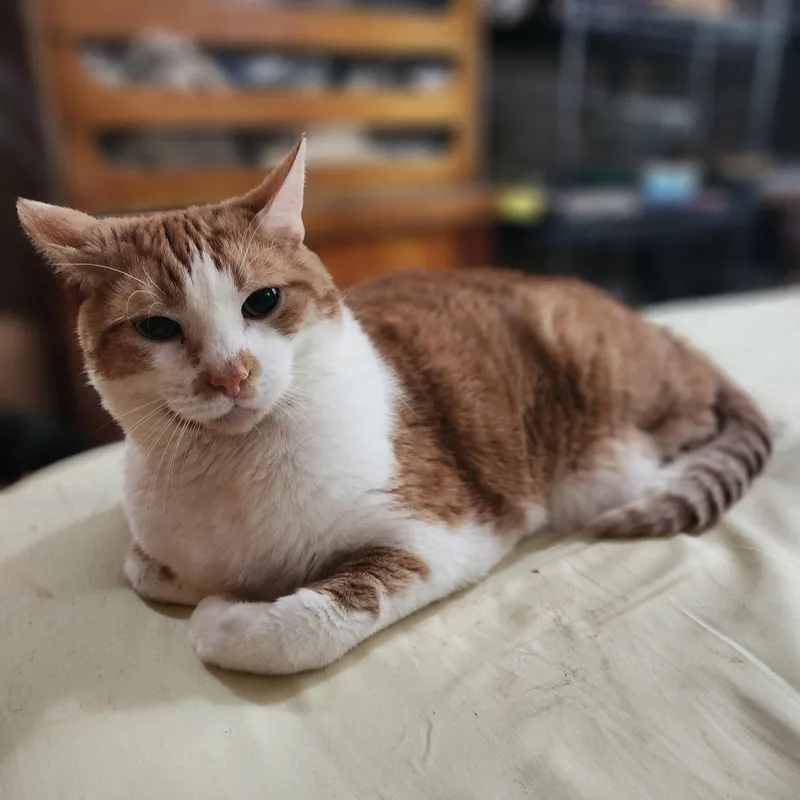 Handsome Chester thumbnail 4
