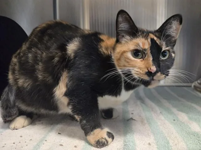 An adult large-sized female Domestic Short Hair cat named Laila for adoption in Martinez, CA