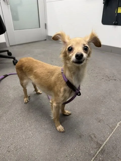 A young medium-sized female Chihuahua dog named Salsa for adoption in Mesa, AZ