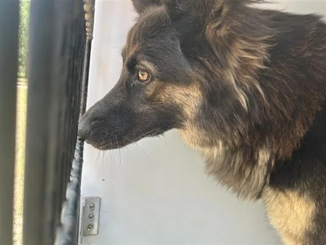 An adult large-sized female German Shepherd Dog dog named A for adoption in Houston, TX