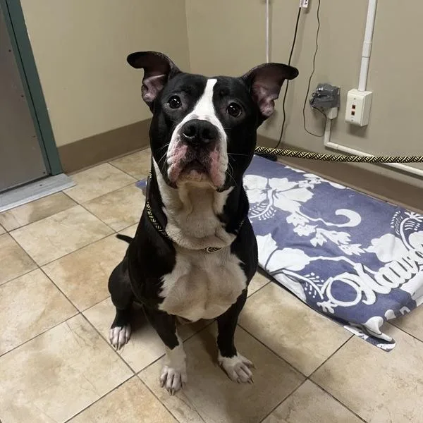 An adult large-sized male American Staffordshire Terrier dog named Project Manager for adoption in Troutdale, OR