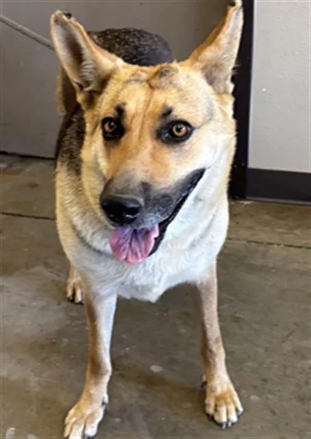 An adult extra large-sized female German Shepherd Dog dog named Marlene for adoption in Ontario, CA