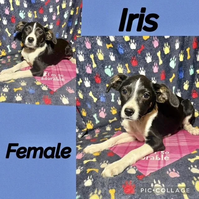 A baby medium-sized female Labrador Retriever dog named Iris for adoption in Manchester, CT