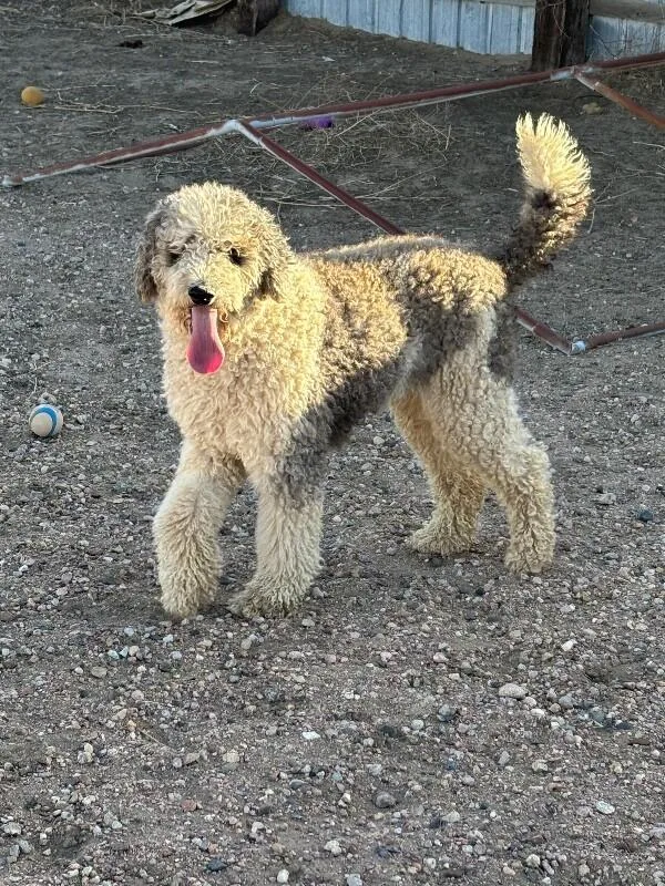 An adult large-sized female Standard Poodle dog named Alexia for adoption in Windsor, CO
