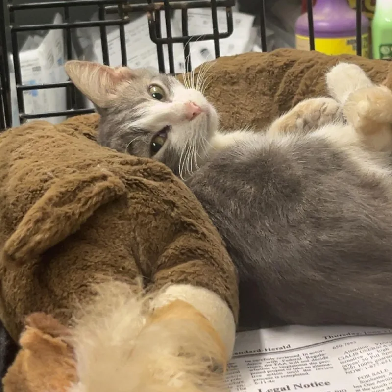 A baby small-sized male White American Shorthair cat named Gibby for adoption in Monroeville, AL