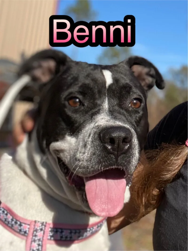 An adult extra large-sized female American Bulldog dog named Bennie for adoption in Tarrytown, GA