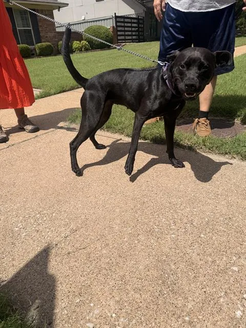 A young medium-sized female Mixed Breed dog named Fari for adoption in Dallas, TX