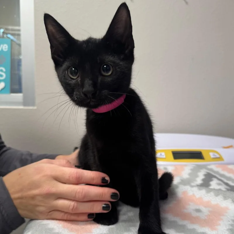 A baby small-sized male Black Domestic Short Hair cat named Blue for adoption in Englewood, FL
