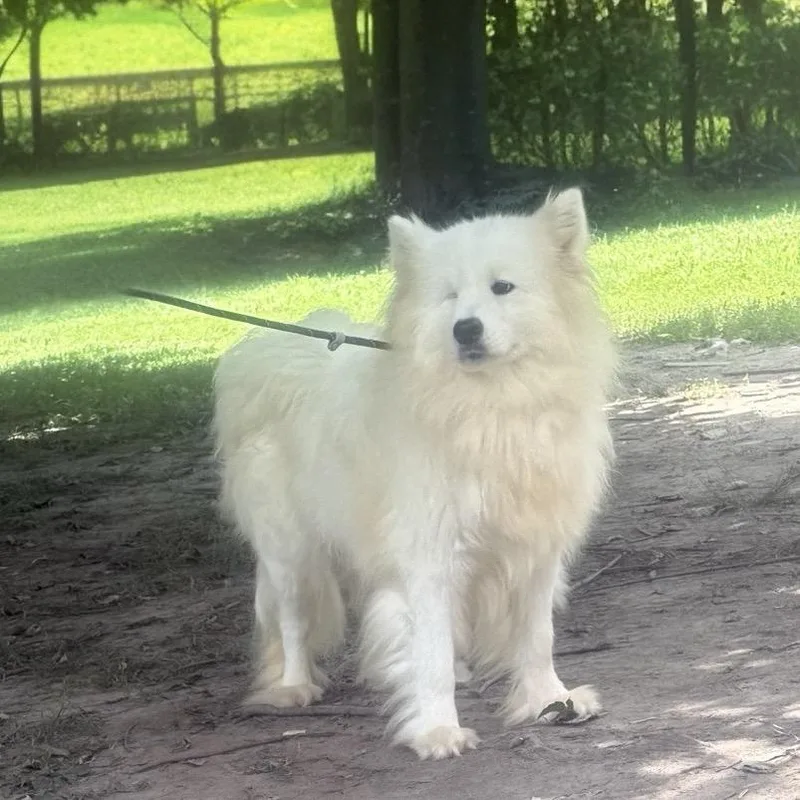 An adult medium-sized female Samoyed dog named Abba Dabba for adoption in Zionsville, IN
