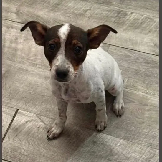 A young small-sized female White / Cream Mixed Breed dog named Sweetpea for adoption in Tacoma, WA