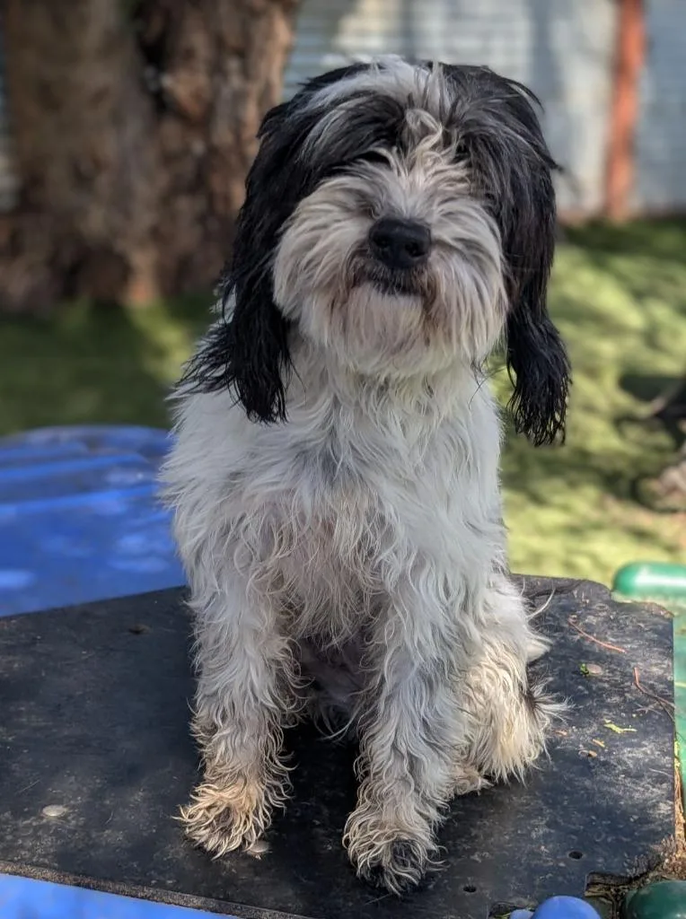 A young small-sized female Havanese dog named Marin for adoption in San Diego, CA