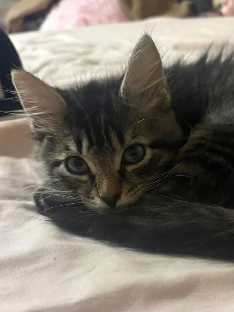 A young medium-sized male Domestic Long Hair cat named Wolverine for adoption in Covington, VA