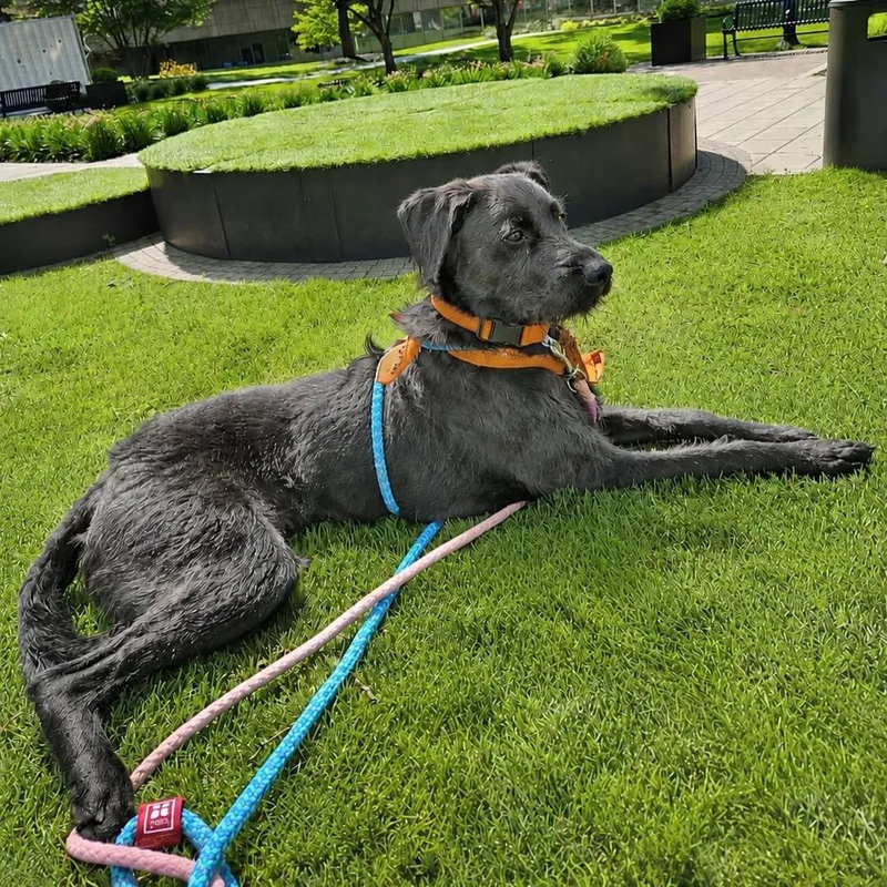 A baby large-sized female Black Irish Wolfhound dog named Frederica for adoption in Detroit, MI
