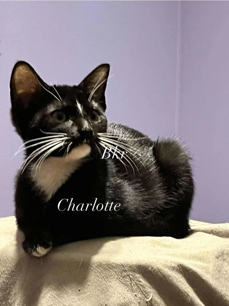 The Little Peas thumbnail 5