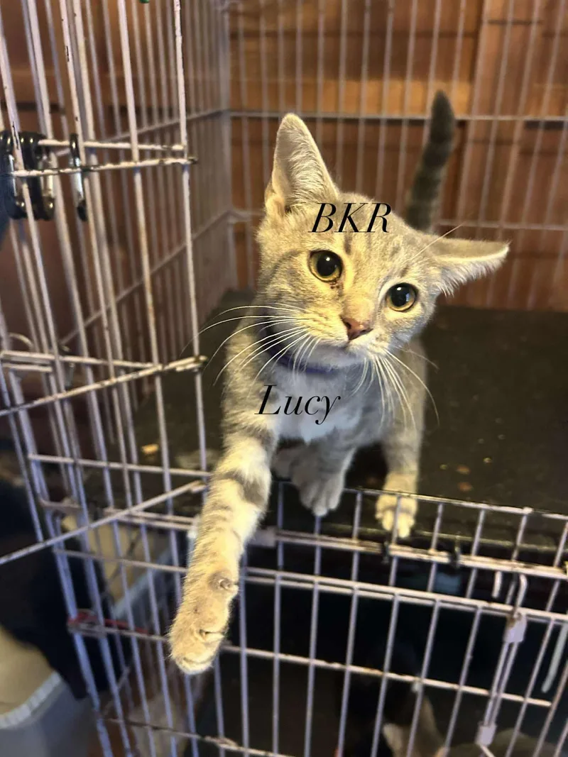 The Little Peas thumbnail 6