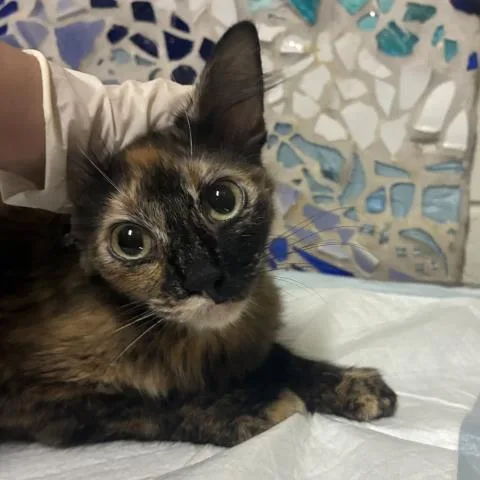 A young medium-sized female Domestic Short Hair cat named Sterling for adoption in Pensacola, FL
