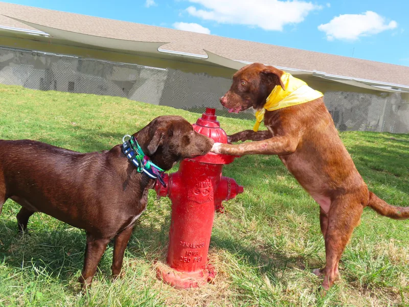 A young medium-sized female Chocolate Labrador Retriever dog named Buttercup CB for adoption in Rogers, AR